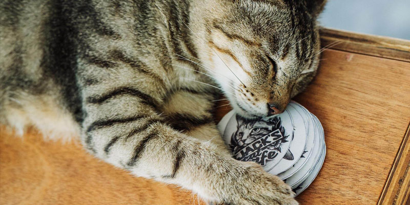 A tabby cat sleeping on Jack's Cat Cafe sticker.